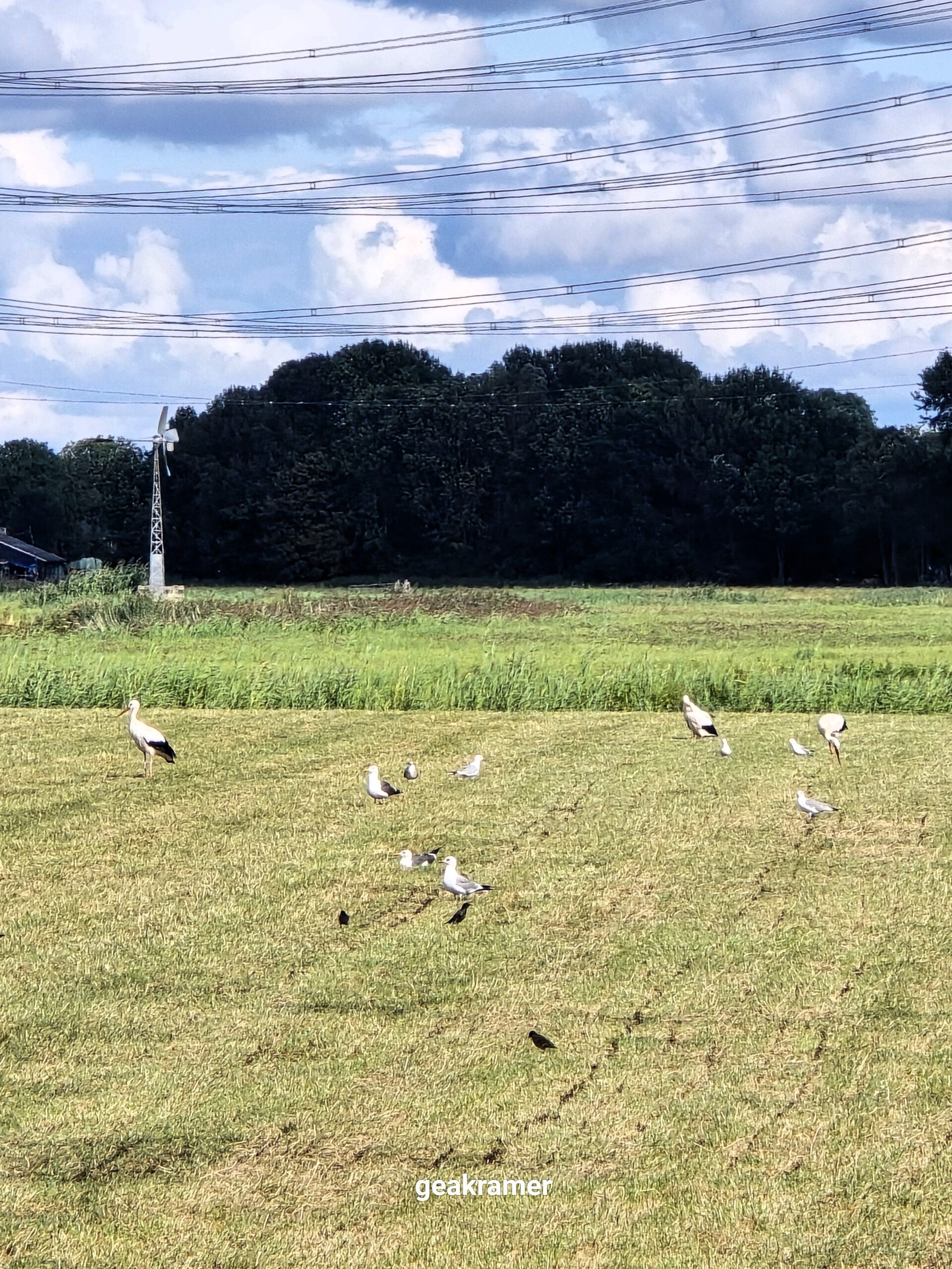 Ooievaars in het Reitdiepgebied bij Sauwerd, Groningen – Gea Kramer